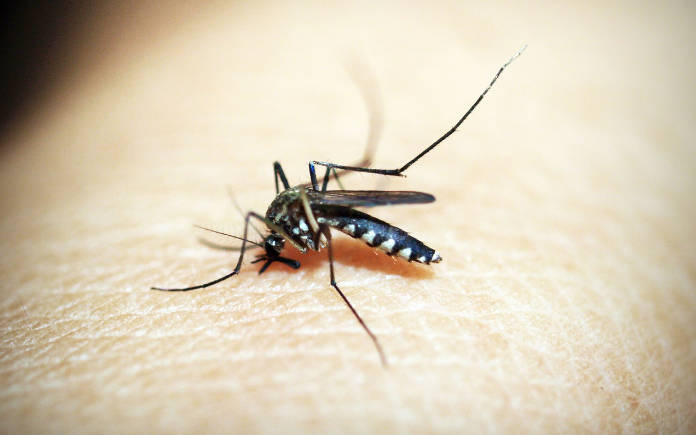 malaria preventie zuid-Afrika