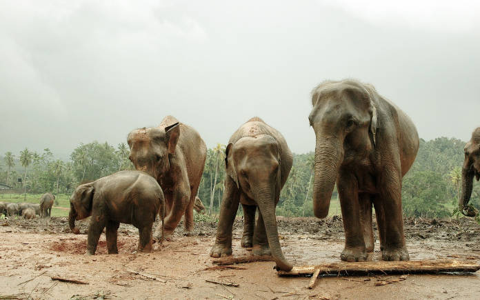 visum aanvragen Sri Lanka