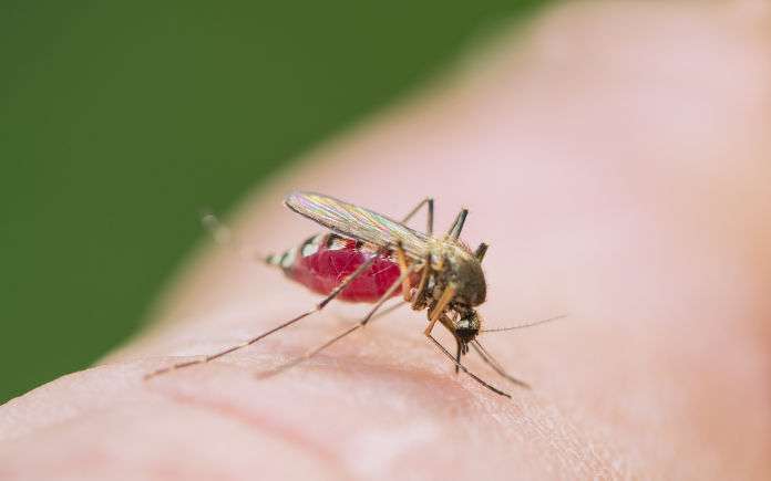 Dengue Bali
