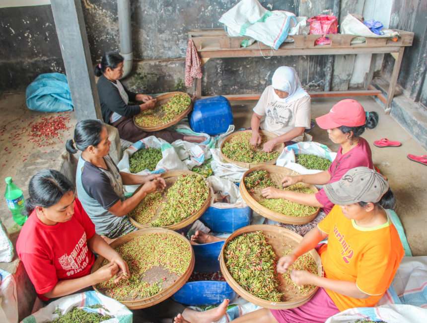 Kalibendo koffieplantage reizen naar Indonesië
