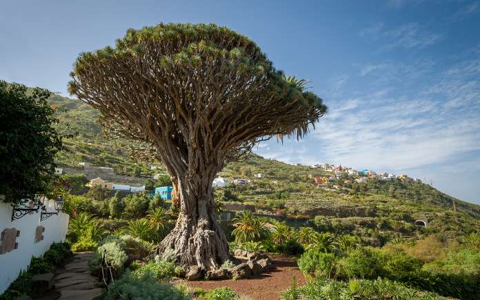 Drago Milenario boom Tenerife