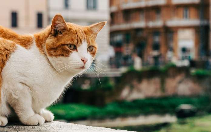 Largo di Torre Argentina katten
